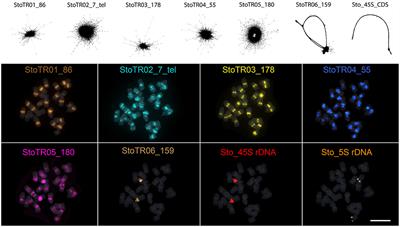 Chromosomal Mapping of Tandem Repeats Revealed Massive Chromosomal Rearrangements and Insights Into <mark class="highlighted">Senna</mark> tora Dysploidy